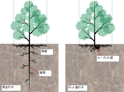 無樹根|樹木の根の特性と植え方